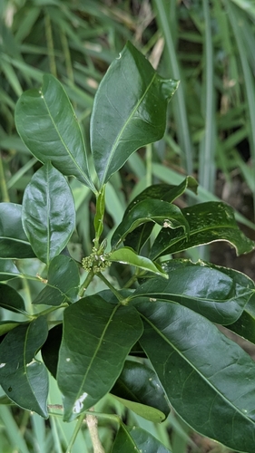 Melicope triphylla, photograph 3