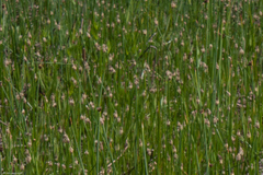 Eleocharis palustris