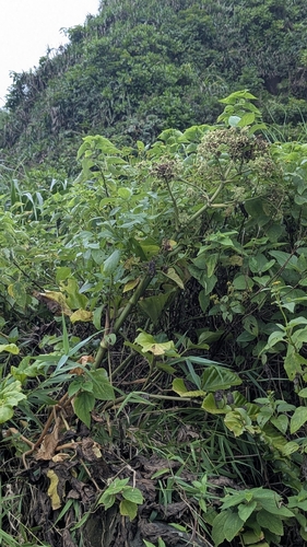 Angelica hirsutiflora, photograph 1