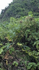 Angelica hirsutiflora, photograph (c) Cheng-Te Hsu, some rights reserved (CC BY)
