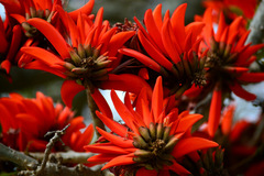 Erythrina