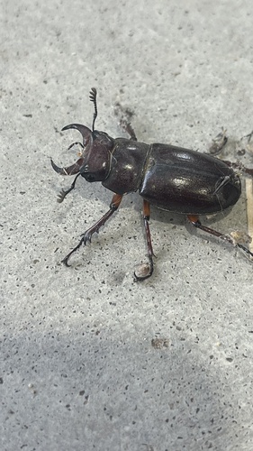 Reddish-brown Stag Beetle