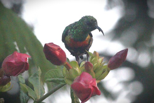 Gorgeous Sunbird (Cinnyris melanogastrus), photo 9
