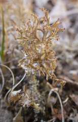 Cladonia multiformis