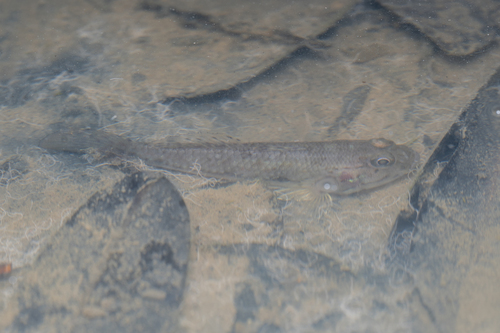 Mangrove goby (Acentrogobius janthinopterus) — Gobiidae — 5