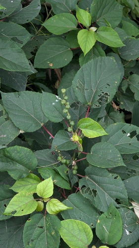 Alchornea trewioides