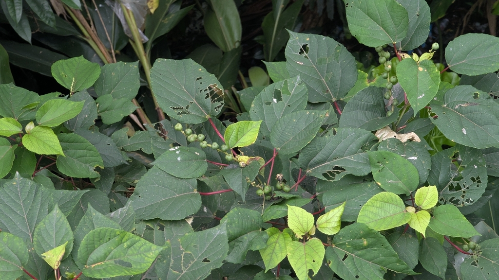 Alchornea trewioides; photograph (c) Cheng-Te Hsu, some rights reserved (CC BY)