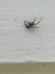Zygiellinae