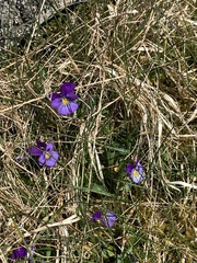 Viola lutea