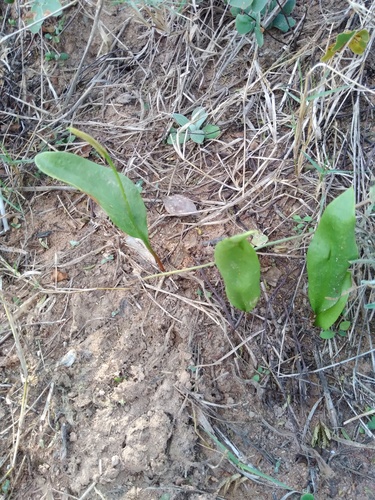 southern adder's-tongue