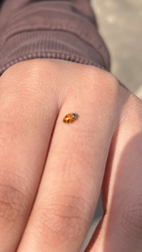 Variegated Lady Beetle