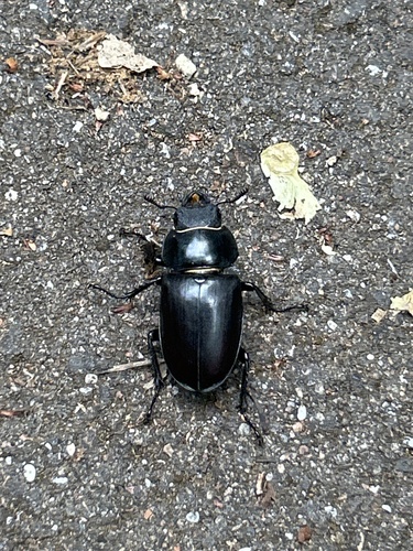 European Stag Beetle