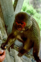 Macaca arctoides