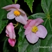 Begonia formosana - Photo (c) Lijin Huang (紫楝), algunos derechos reservados (CC BY-NC), uploaded by Lijin Huang (紫楝)