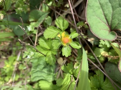 Potentilla hebiichigo