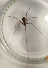 Hoplopholcus forskali