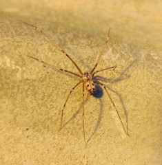Hoplopholcus forskali