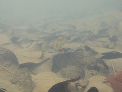 Lutjanus argentimaculatus