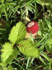 Potentilla hebiichigo