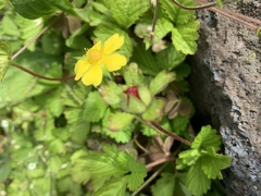 Potentilla hebiichigo