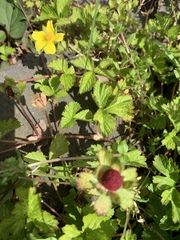 Potentilla hebiichigo