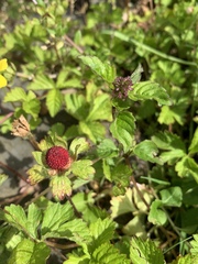 Potentilla hebiichigo