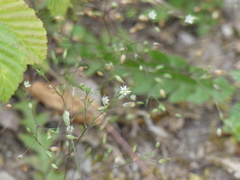 Sabulina tenuifolia, photograph (c) DDutrey, some rights reserved (CC BY)