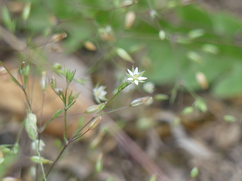 Sabulina tenuifolia