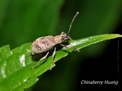 Cyphicerina