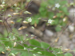 Sabulina tenuifolia, photograph (c) DDutrey, some rights reserved (CC BY)
