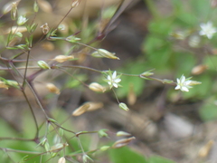 Sabulina tenuifolia, photograph (c) DDutrey, some rights reserved (CC BY)