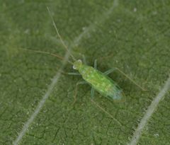 Zanchius breviceps