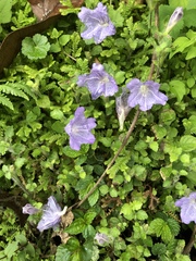 Strobilanthes rankanensis
