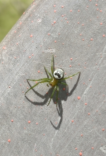 Kidney Garden Spider