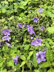 Strobilanthes rankanensis