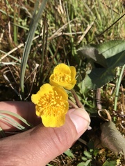 Caltha palustris palustris