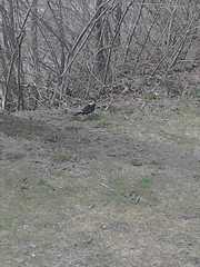 Turdus merula