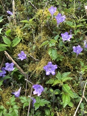 Strobilanthes rankanensis