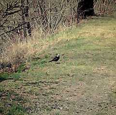 Turdus merula