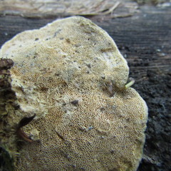 Polyporaceae