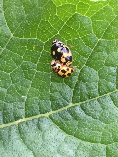 Fourteen-spotted Lady Beetle