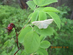 Scopula floslactata