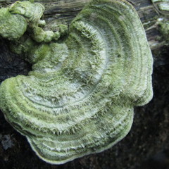 Polyporaceae
