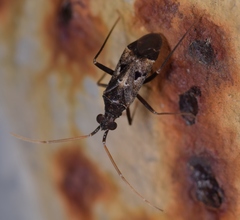 Acrorrhinium conspersus