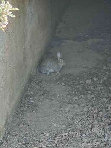 European Rabbit