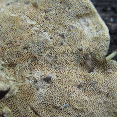 Polyporaceae