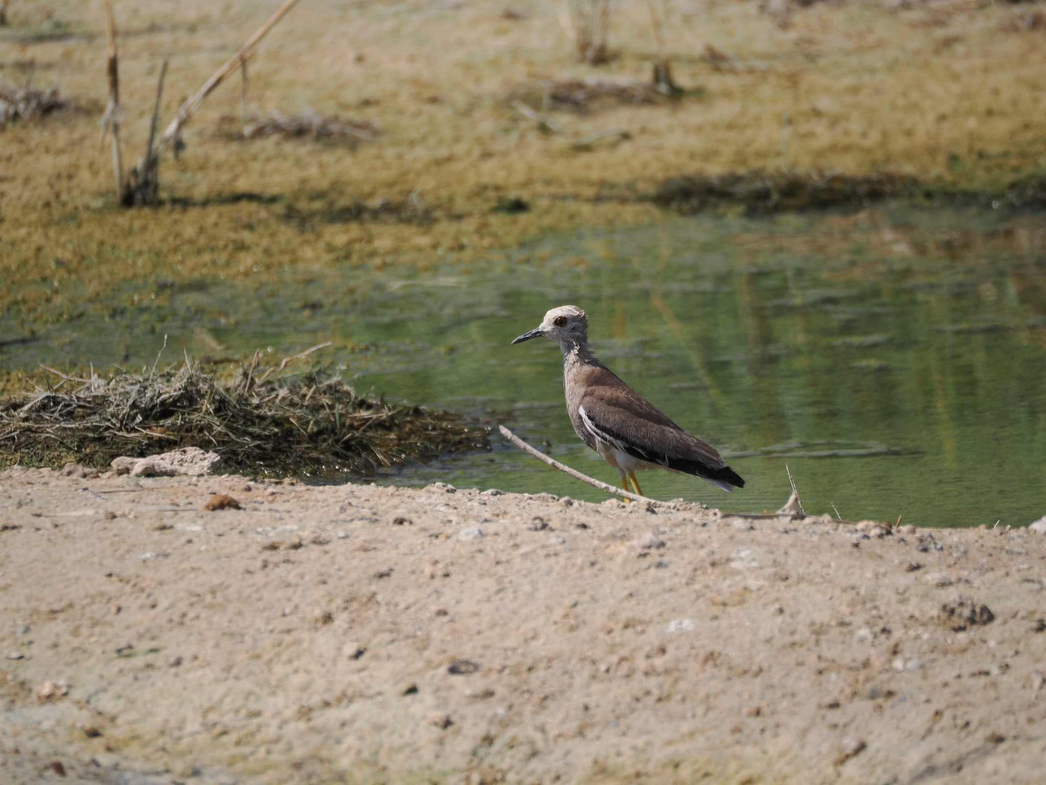 White-tailed Lapwing (Vanellus leucurus), photo 4