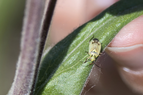 Lygus atritibialis