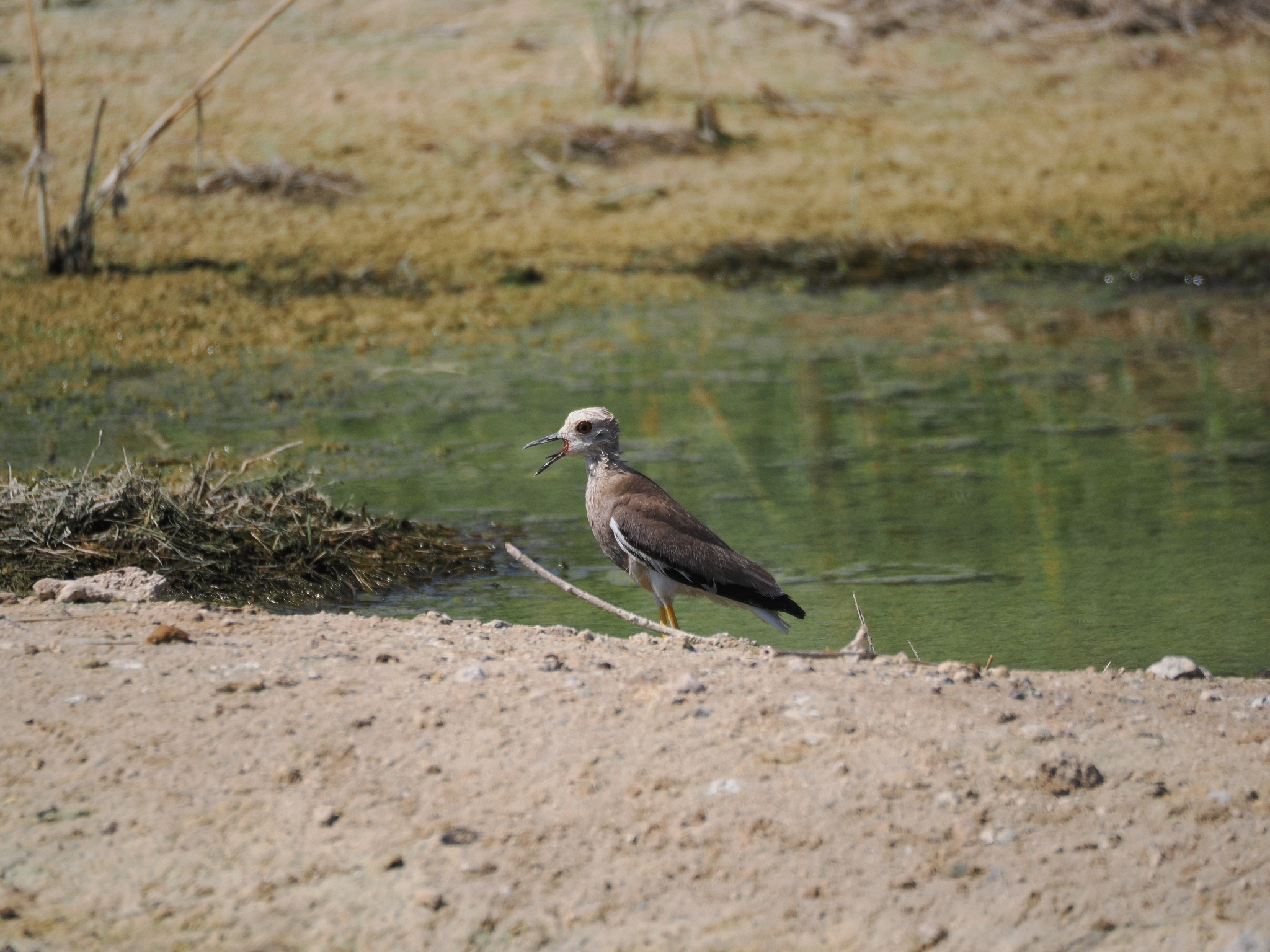 White-tailed Lapwing (Vanellus leucurus), photo 5