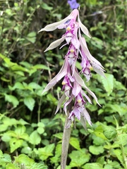 Cremastra appendiculata